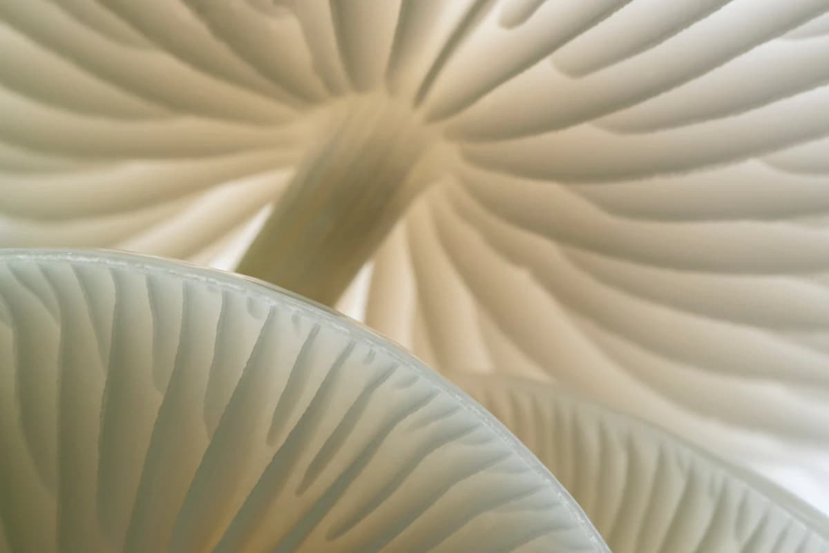 Close-up of pale mushroom gills in a Rainbo photograph