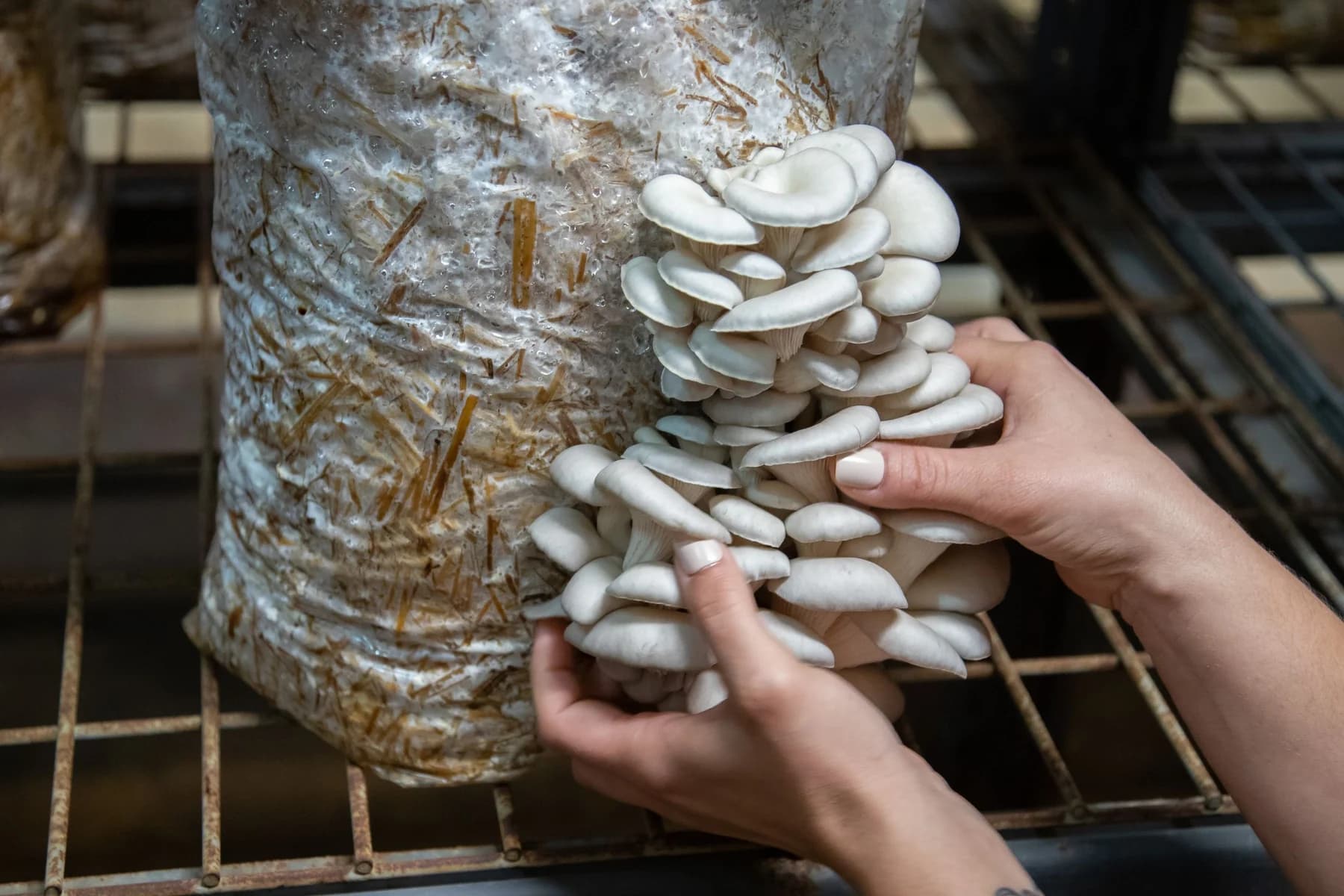 Hands harvesting a cluster of pale mushrooms from a growing bag.